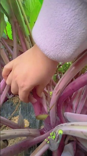 Red mustard greens that have been touched by frost are very sweet. #RedCabbageGreens #garden