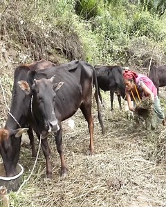 471K views · 2.3K reactions | Farming technology in village - Traditional life | Harvest Village | Facebook
