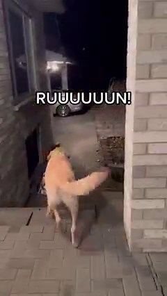 I don't really need the dog for this, my disability is sufficient. But I wanted to share this hack with the normies! ...#comedy #standupcomedy #humor #funny #disability #Cerebralpalsy #labels #comedyvideos #comedia #disability #comedians #comic #disabilityhumor #funnyvideos #fyp #disabled #laugh #funnycomic #standup #fyp #fypシ #fypage #foryou #sketch #sketchcomedy #fycomedy #fypcomedy #fycomedia #disabledcomedy #disabledcomedian #mutecomedian | Ahren Belisle Comedy