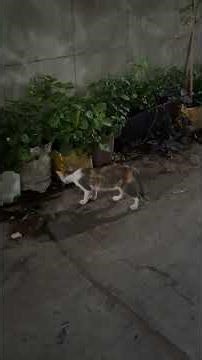 Tam thể đánh nhau với con rắn lục đuôi đỏ...🫥😮‍💨