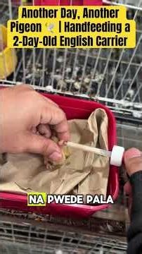 Another Day, Another Pigeon 🕊️ | Handfeeding a 2-Day-Old English Carrier