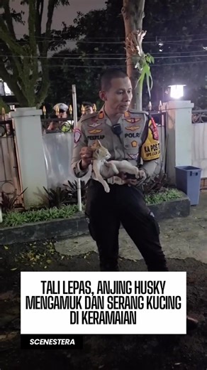 Seekor anjing Husky peliharaan menyerang hingga menewaskan seekor kucing di kawasan Jalan Asia Afrika, Bandung, Kamis (25/12) sore. Insiden tersebut terekam pengunjung dan viral di media sosial. Polisi menyebut anjing lepas dari kendali pemiliknya yang panik saat kejadian. Peristiwa ini diselesaikan secara kekeluargaan dan tidak menimbulkan korban luka dari pengunjung. Polisi juga mengimbau agar hewan peliharaan tidak dibawa ke tempat ramai kecuali benar-benar bisa dikendalikan. #scenestera