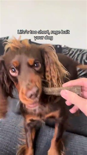 Little miss was protesting foru sassyspaniel ragebait... #Shorts #dancing.spaniel.jess