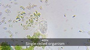 Watch How to Use the Old Ted Microscope ﹙4 of 4﹚ on Amazon Live