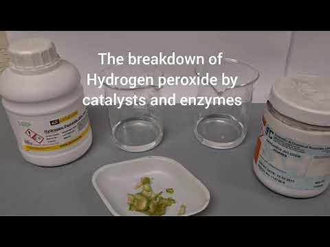 The effect of catalysts and enzymes on the rate of chemical reactions.