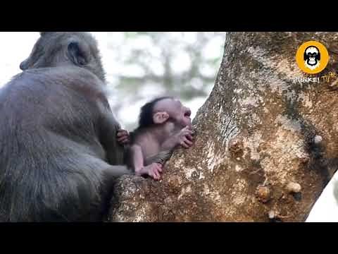 O M G | Monkey falling from high tree | Part 5