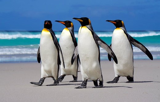 Are Penguins Dangerous to Humans? Do They Ever Attack?