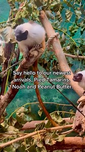 7.7K views · 183 reactions |  New arrivals at the Red River Zoo! We’re thrilled to welcome Noah and Peanut Butter, two critically endangered pied tamarins, to the Red River Zoo! See comments for the full press release to learn more. | The Red River Zoo | Facebook