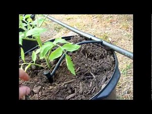 Container garden using drip irrigation