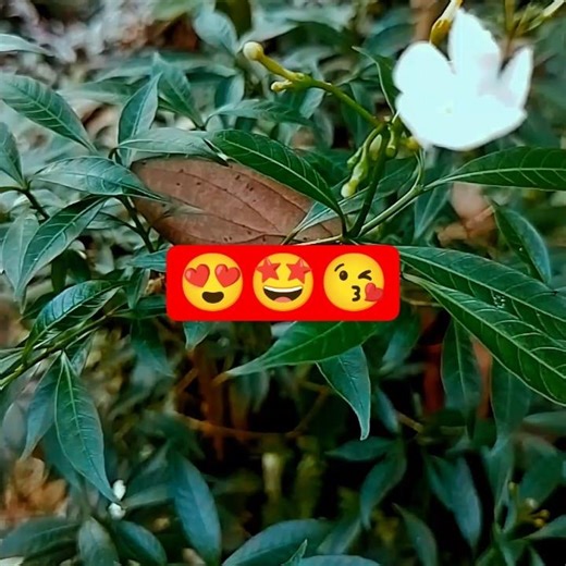 nature IS LIKE 😍🤩😘 #nature #srilanka #shorts