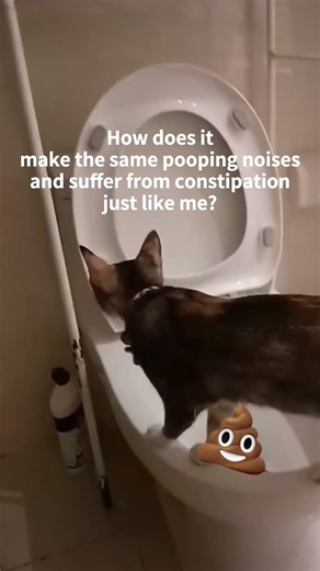 How does it make the same pooping noises and suffer from constipation just like me?#catlife #cat
