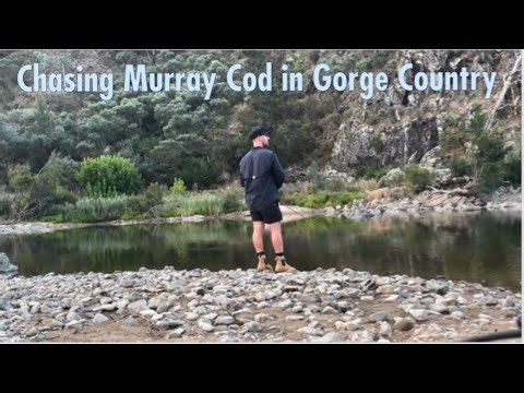 Murray Cod Fishing in Canberra Gorge Country