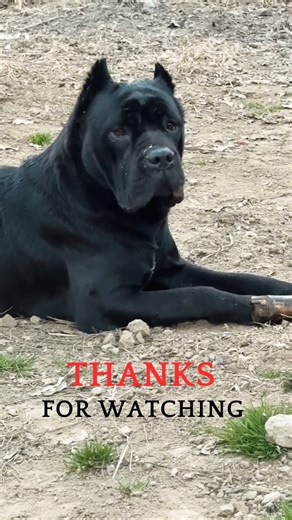 Cane Corso – The Ultimate Family Protector? 🐶💪 #CaneCorso #GuardDog #DogShorts #dogbreed #tacgear
