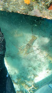 93K views · 1.1K reactions | Commercial lobster fishing 咽 #lobstering #lobster #lobsterseason #fishing #diving #freediving | Eliam Fishing Mx | Facebook