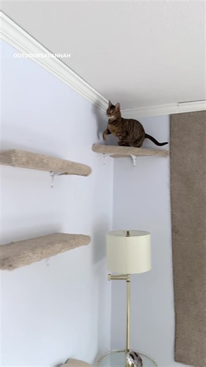 Today On The Cat Wall #cat #outdoorsavannah