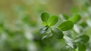 bacopa monnieri  in garden.