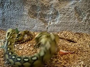 Tiger retic eats....