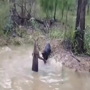 3.2M views · 10K reactions | Kangaroo vs Dog real Fight Join our group : Animal World . Thank you so much ! #animals #fighting #amazinganimal | Wild Animals | Facebook