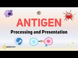 Antigen Processing and Presentation | Introduction | Medical Student Immunology
