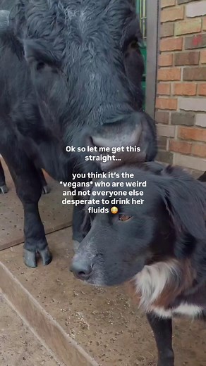 5.1K views · 182 reactions | Why does drinking a dog’s milk seem weird—but a cow’s milk is apparently 'normal'? Both are meant for their babies. Neither is made for us. If it makes you uncomfortable, that’s your compassion speaking. Don’t silence it.  Ditch dairy. Reject the 'norm' that never made sense. | Animal Justice Project | Facebook