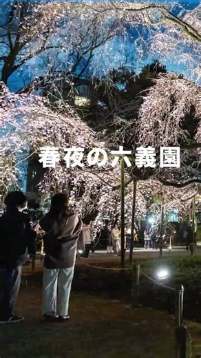 春夜の六義園 桜の絶景｜しだれ桜の名所 夜桜の景色を歩く