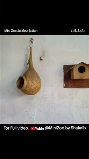 🕊️ Teaching Diamond Doves to Breed in My Aviary!🕊