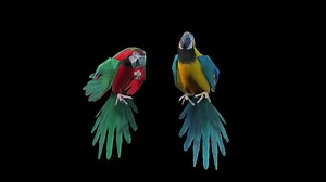 Parrots