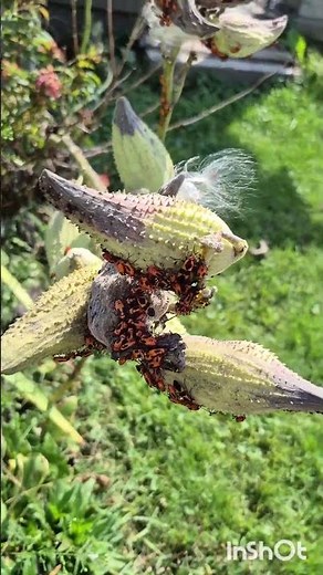 Harvesting Milkweed Seeds | How To Harvest Milkweed Seeds