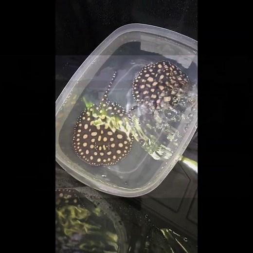 SPAZZ N FISH NEW INTRO!!