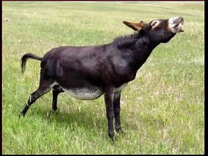 Audio Burro Rebuznando HD YouTube 2
