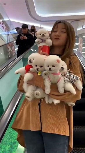 Teacup Pomeranian Puppies Cute Dogs Short Video