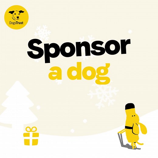 Sponsor a dog as a gift today. Pick a pooch to match their personality - from snack consumers to lunch time zoomers 🐶 | Dogs Trust