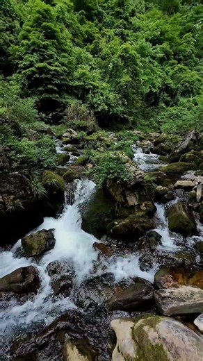Peaceful Forest Water #療癒音樂 #專注 #學習