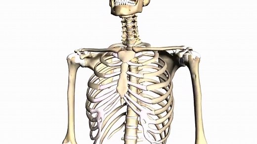General Skeleton Basic Tutorial - Anatomy Tutorial