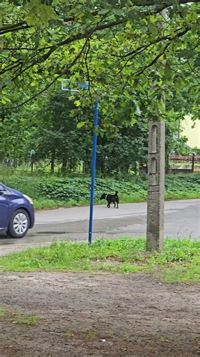 Seconds from tragedy... 🤯 One of the dogs almost ended up under the wheels of a car!