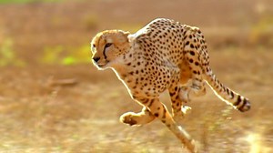 Nature - Did the American Cheetah Make the Pronghorn Fast? - Twin Cities PBS