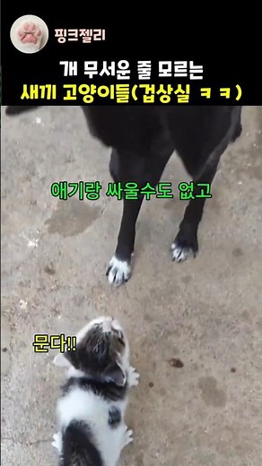 하룻 고양이 개 무서운줄 모른다더니 ㅋㅋㅋ #고양이 #funnycats #유머 #cat #웃긴영상