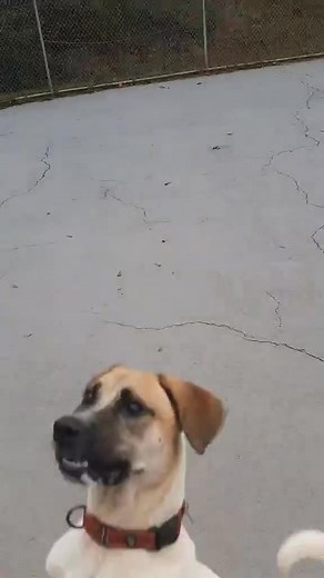 Another video of our fetch loving boy, Beau Bailey! 🎾🎾 He would love a home with some rambunctious kiddos to call his! | Save A Pet Forsyth Ga