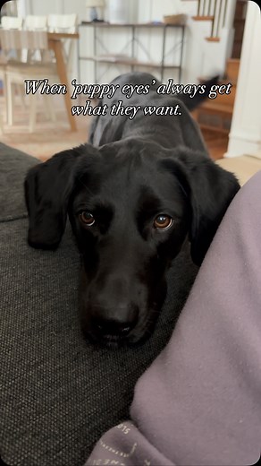 I’ll just stand here until you throw it.🤭 #labradane #labradanesofinstagram #labradanelove #ballobssesseddog | Paulina Tran