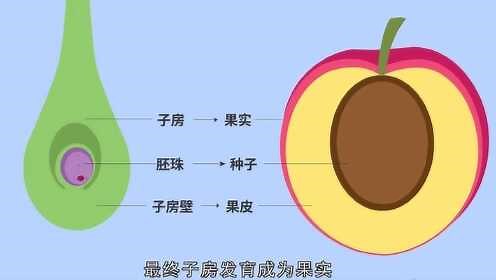 植物的果实是怎样形成的？动画演示果实形成的全过程