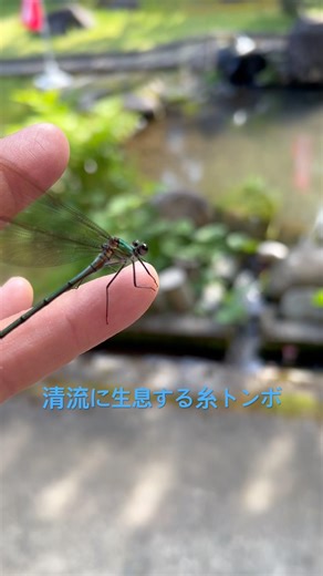 本堂に糸トンボ #永谷寺 #とんぼ #五泉市 #トンボ #山奥暮らし #大自然 #水の音