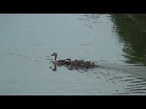 Mother duck conducting swimming lessons to ducklings
