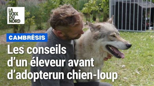 Les conseils d’un éleveur avant d’adopter un chien-loup