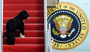 Pets are back: Biden’s 2 dogs settle in at White House