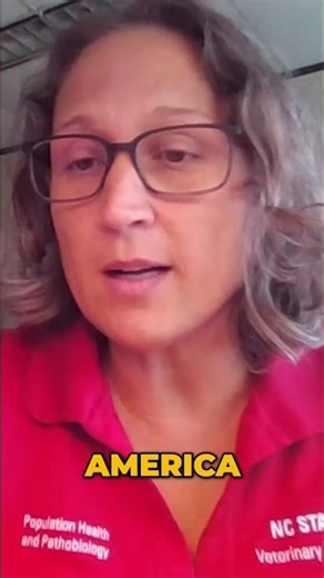 Rapid PRRS Mutations Explained