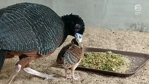 Tweet! Tweet! We are thrilled to have successfully hatched one of the most endangered of all birds, the blue-billed curassow. One of the chicks is being hand-reared while the other chick is being parent-reared by the blue-billed curassow hen. Parent-rearing by a curassow is rare and hasn't been attempted in more than 25 years at the Zoo. Read more: bit.ly/3bD8HM5 | Houston Zoo