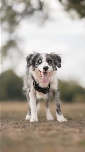 Energetic Blue Merle Border Collie Puppy! 🐾 | Lassie’s Park Photoshoot