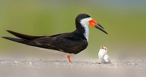 Black Skimmer Sounds, All About Birds, Cornell Lab of Ornithology