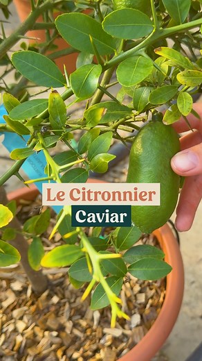 Focus sur le Citronnier caviar, aussi appelé Microcitrus australasica 🌿 Une plante originale et tendance, appréciée pour ses fruits allongés renfermant de petites billes juteuses qui éclatent en bouche, comme du caviar végétal ! Parfait en pot sur une terrasse ou en serre lumineuse, il aime le plein soleil et les températures douces ☀️ À protéger du gel (jusqu’à environ -4°C), il se cultive très bien en pot pour être rentré l’hiver. Un agrume décoratif, productif et gourmet, idéal pour les amat