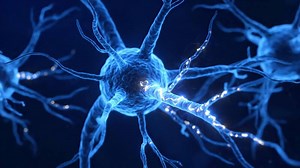 Download Animated Neuron Cell Shows Impulses Transmitting Through a Neural Network for free